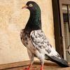Punjab Pigeon point