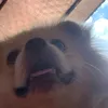 snowbear_candylp