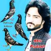 Kpk Pigeon