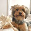 ottoyorkie1