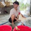 Fan Bảo Sting
