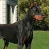 lara_dobermann