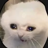 CC