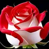 user250112159677