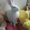 jester_the_giant_bunny