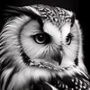 white.owl_edits