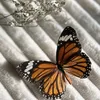 aisha_kald11