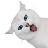 cats__21__