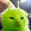 sapoyyy_