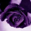 user331590410928