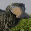 brappuratus