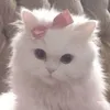 kittwqx14
