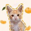 my_name_is_mikan