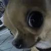 whjdrgnwhitney