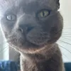 sam.h827
