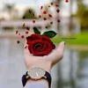 rachanoufi