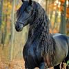 mourad.mamo