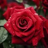 fleur4957
