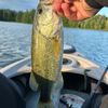 fishcandybaits2