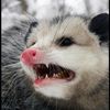 _feral_possum