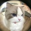 cxllme_maki015