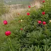 zeyxi_votanon