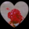 jibon.hasan48