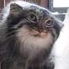 catziroxx