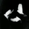 zarines_1
