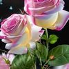 khizar.ail