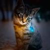 catnap20250