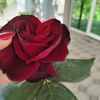 emil_memmedov_08