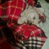 maquina69234
