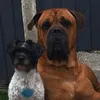 bullmastifflover