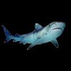 newaccountoldonewasshark