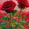 mohmandsaib9068