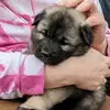 sweetspetcorner