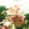 bbysstar444