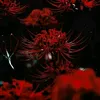 anapaulalopes4027