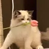 kthuu.hh