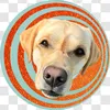 c00per_the_labrador