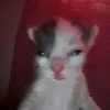 wiwoajhzuxvwb