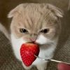 miiaaw._