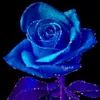 _meryrose_1