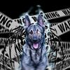 dogs_malinois_7