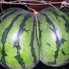watermelon.twrk