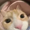haichug32