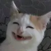 Humor Ninja