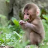 lylymonkeynew