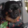 puppy3237